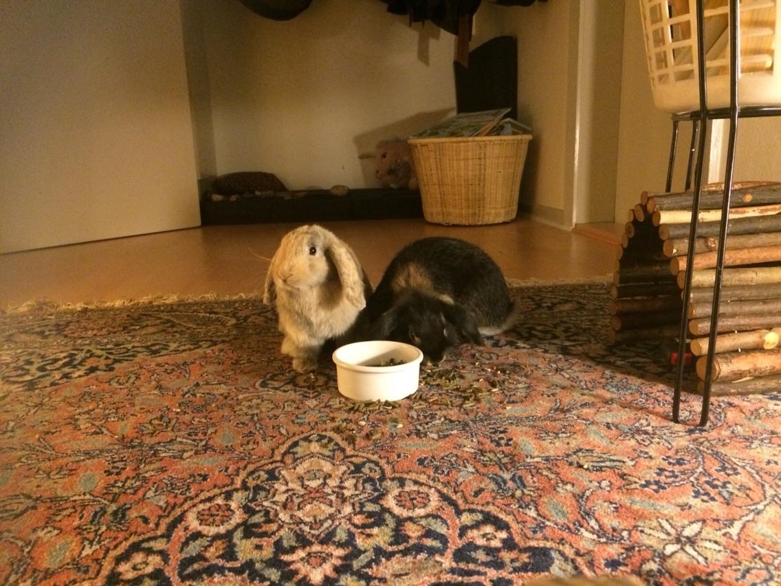 Kanin Studsdals Honey <3 billede 3