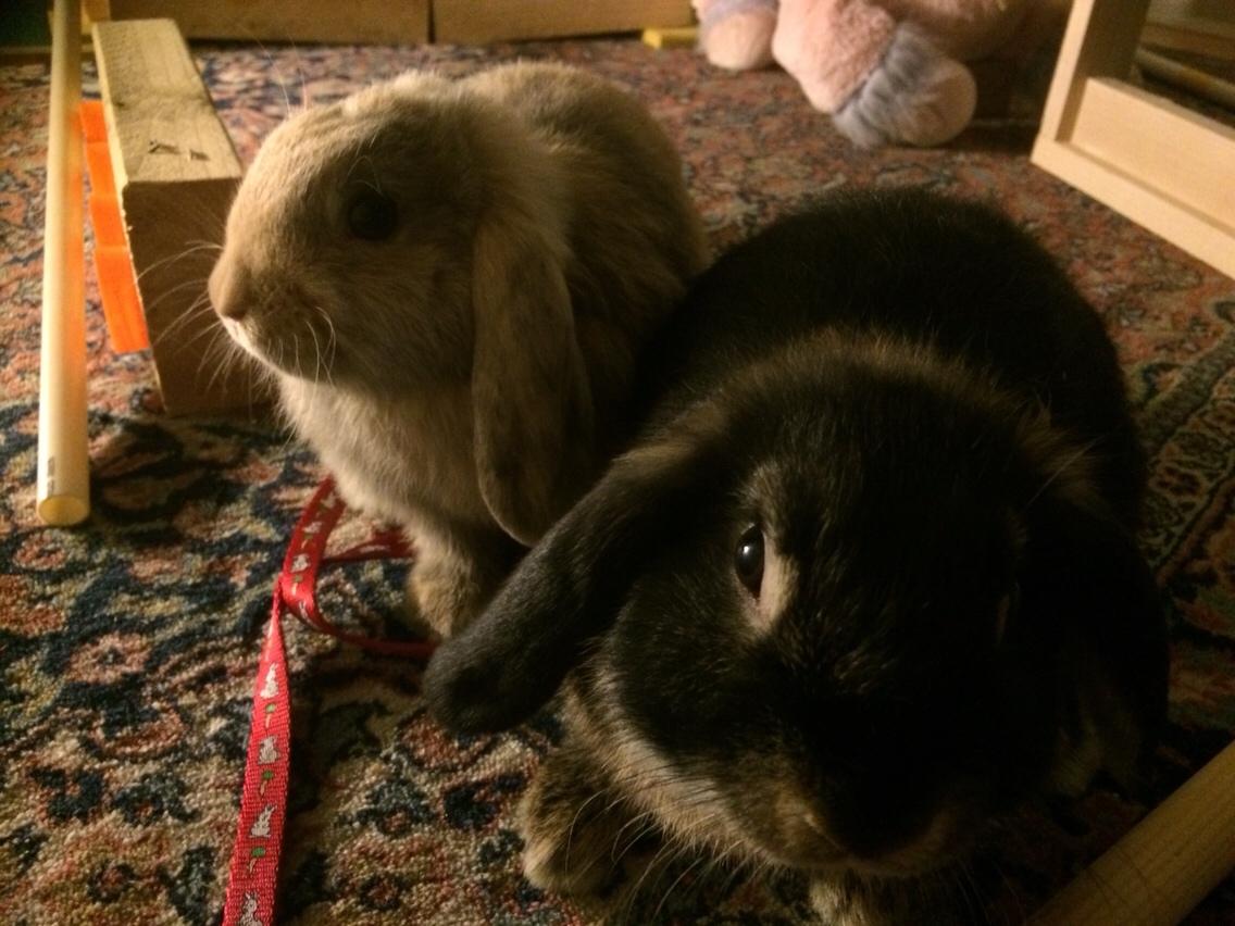 Kanin Studsdals Honey <3 billede 4