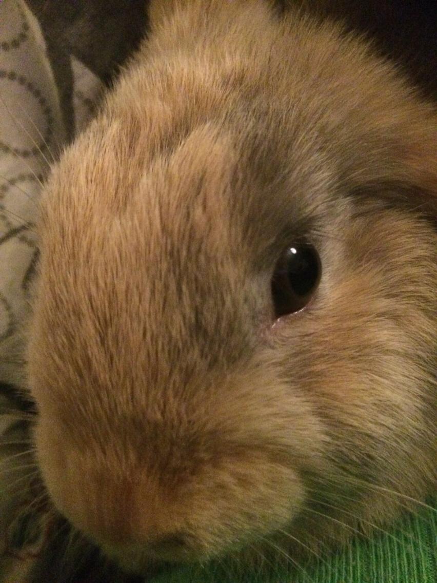 Kanin Studsdals Honey <3 billede 5