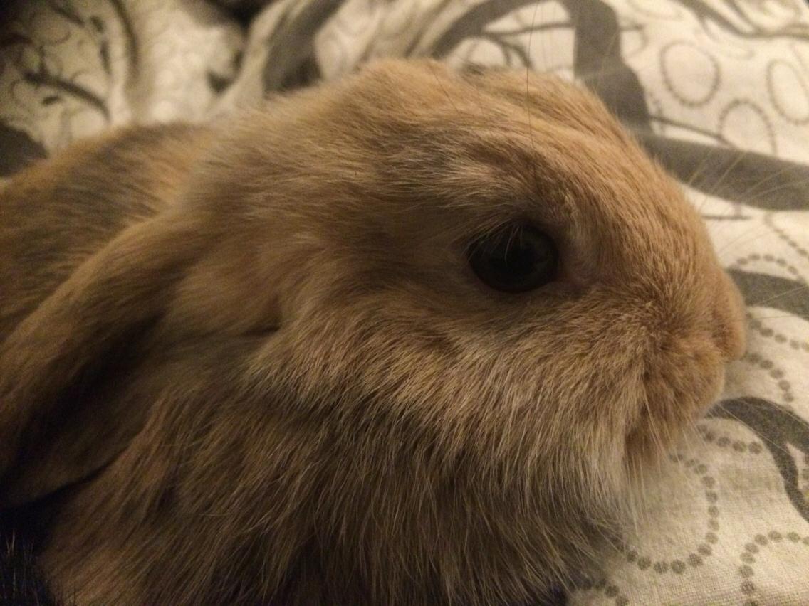 Kanin Studsdals Honey <3 billede 7