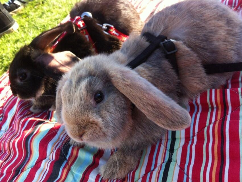 Kanin Studsdals Honey <3 billede 9