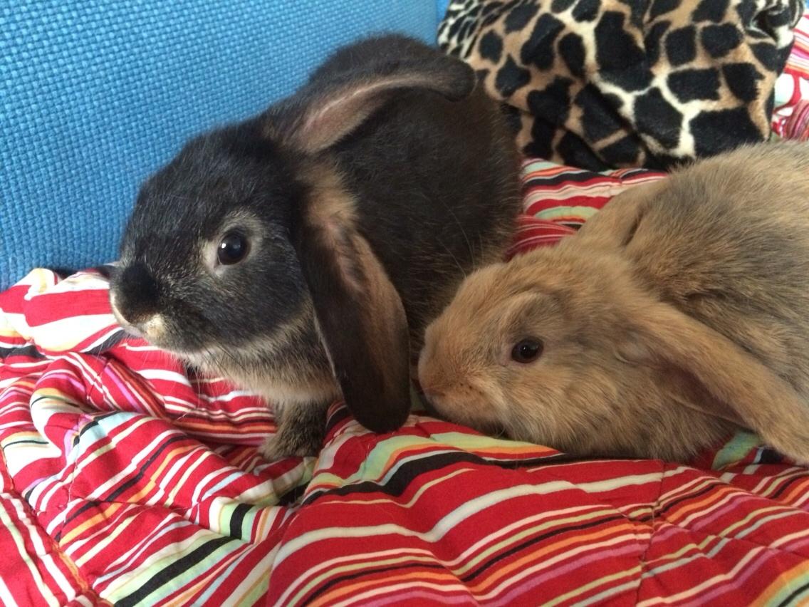 Kanin Studsdals Honey <3 billede 10