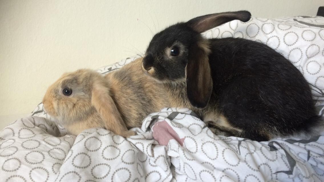 Kanin Studsdals Honey <3 billede 11