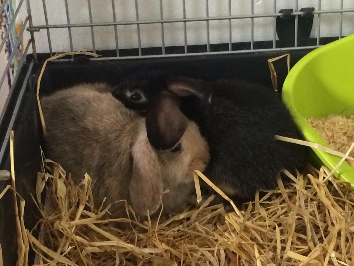 Kanin Studsdals Honey <3 billede 12