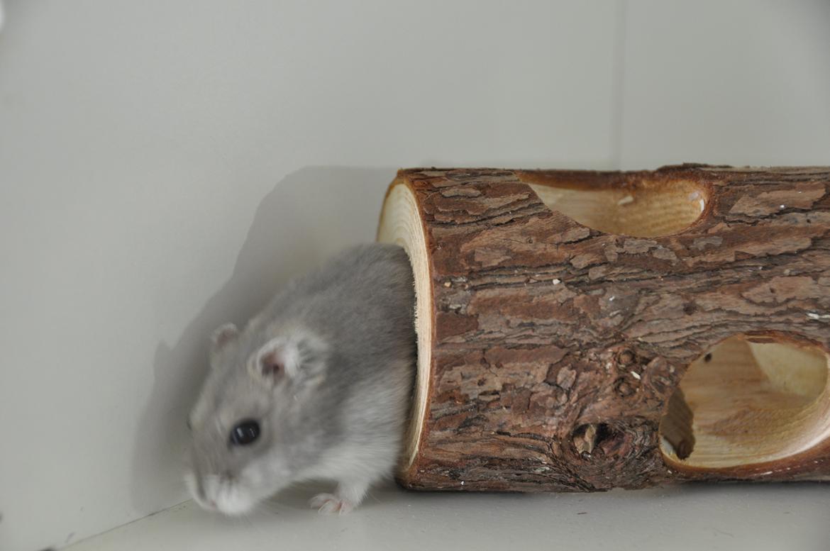 Dværghamster mickie billede 3