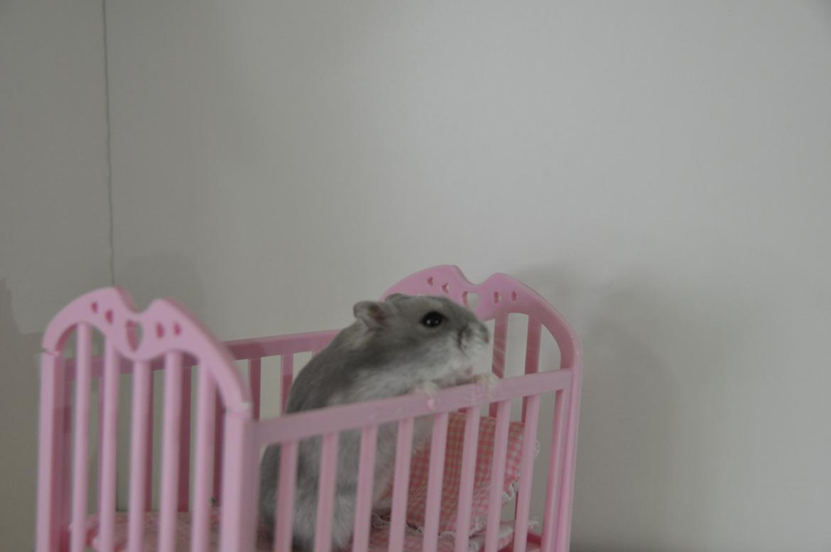 Dværghamster mickie billede 4