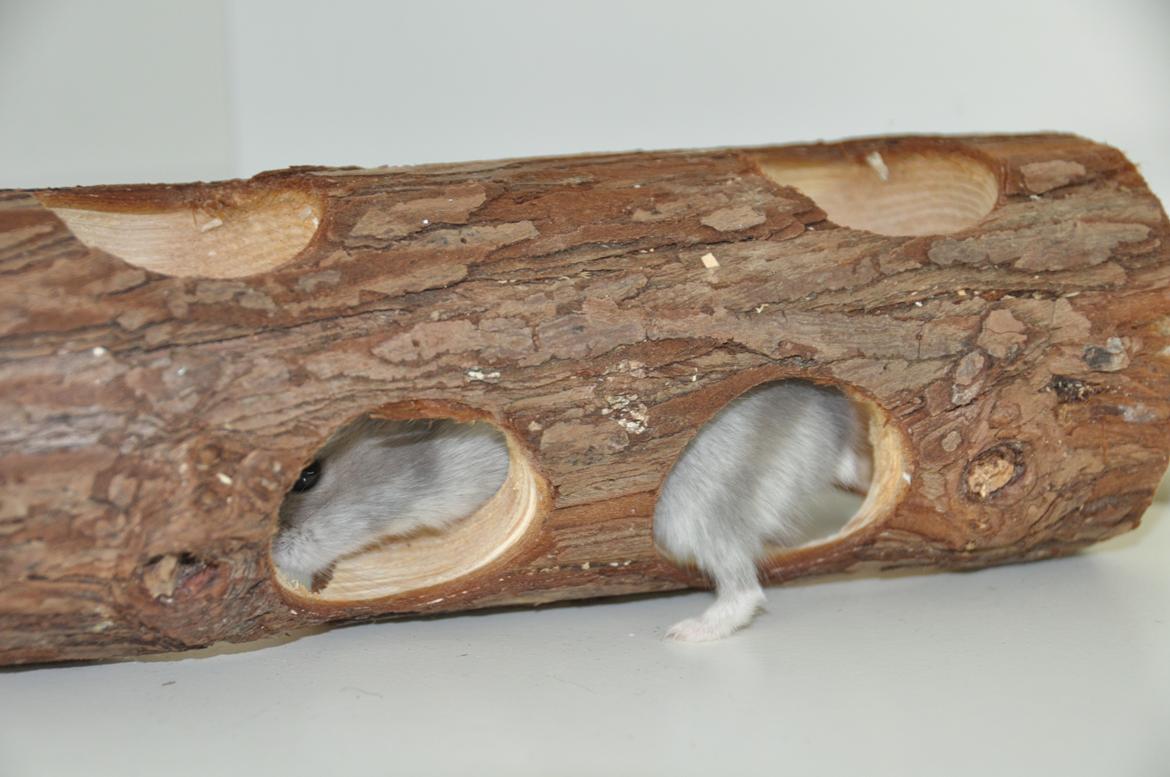 Dværghamster mickie billede 5