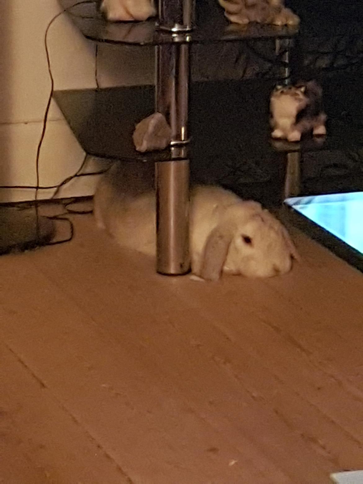 Kanin snebold billede 11