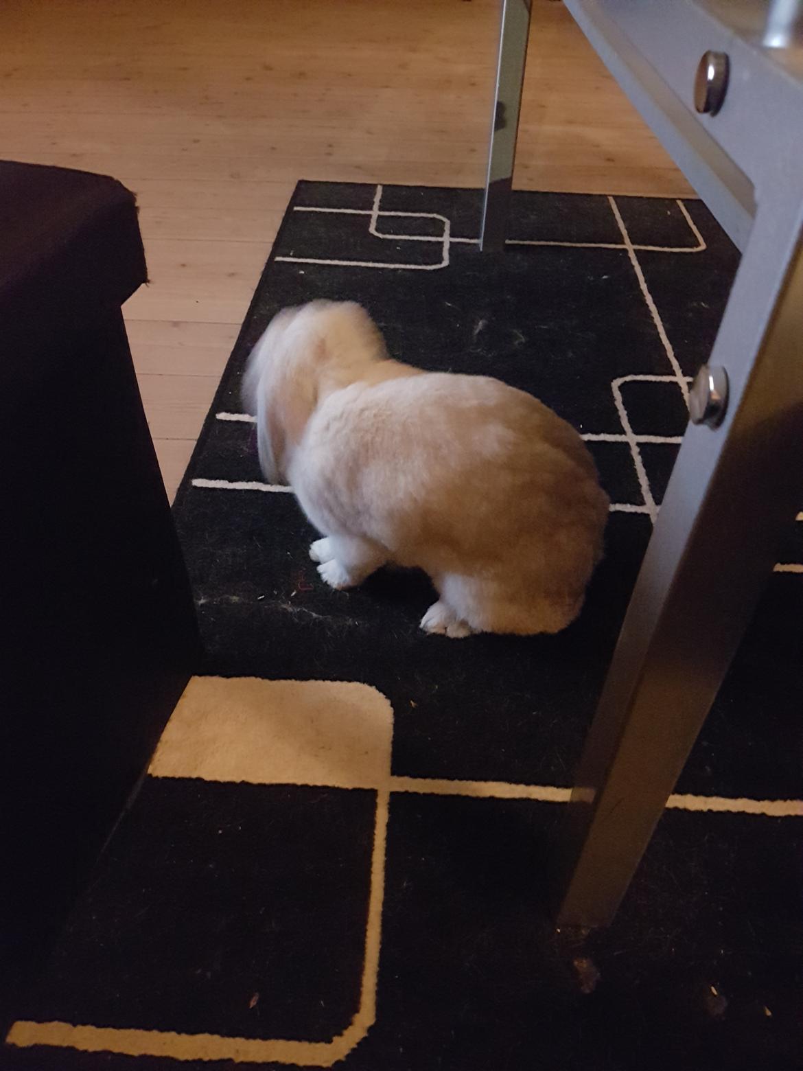 Kanin snebold billede 12