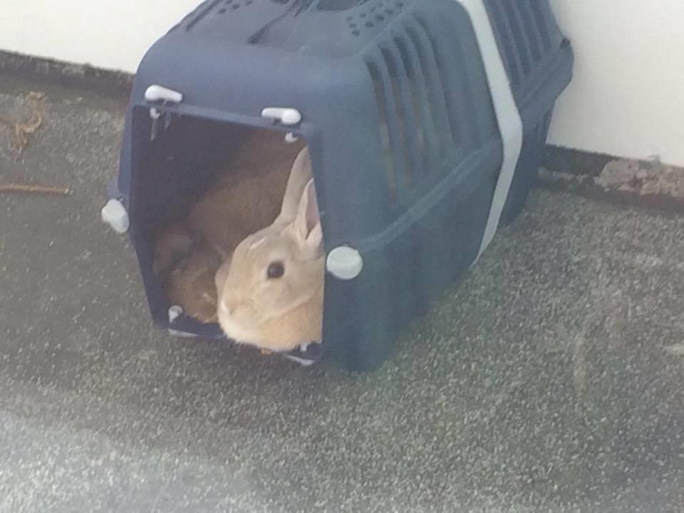 Kanin John billede 4