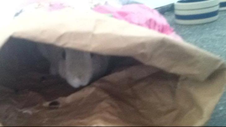 Kanin John billede 6