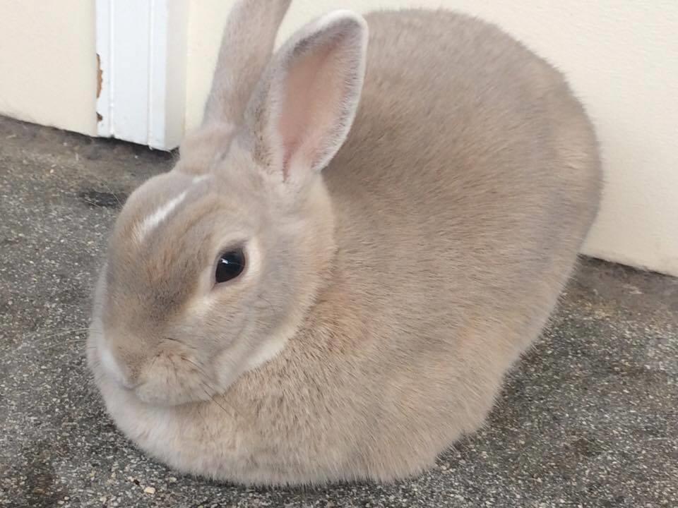 Kanin John billede 3