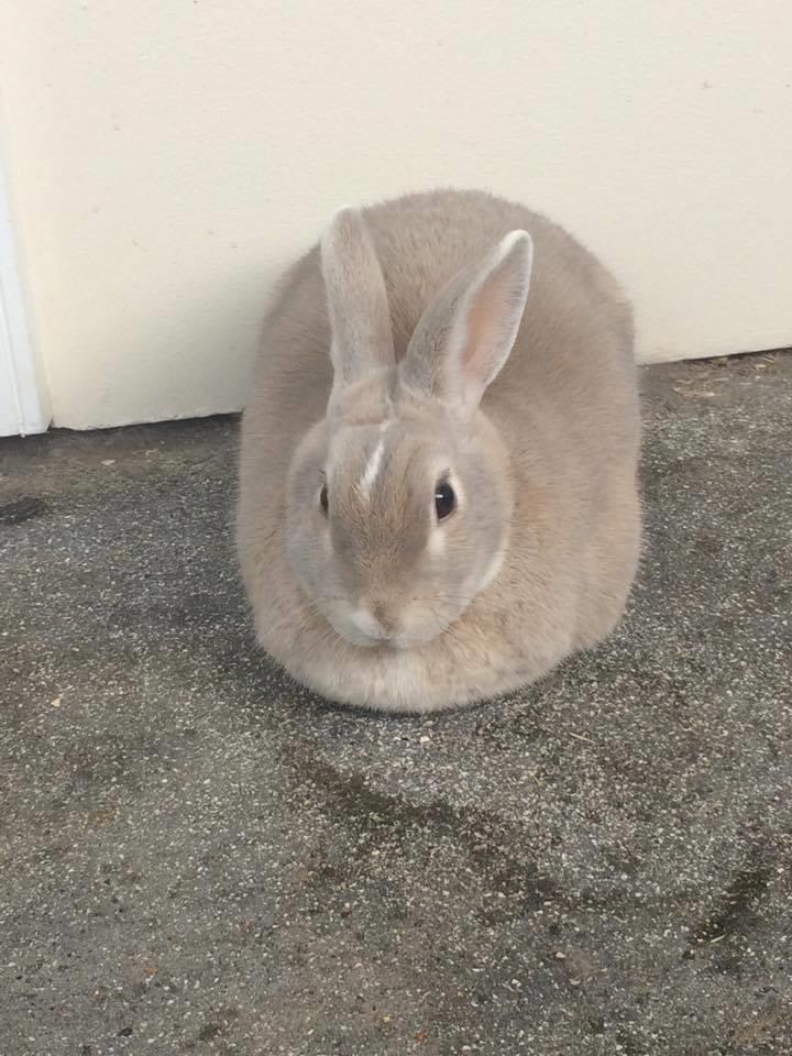 Kanin John billede 5