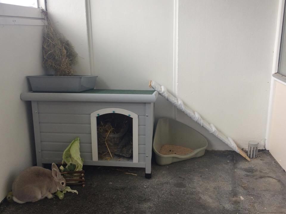 Kanin John billede 2