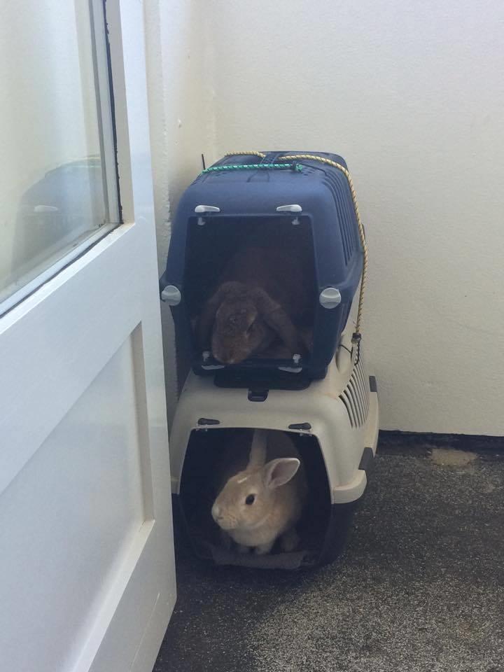 Kanin Lunse billede 3