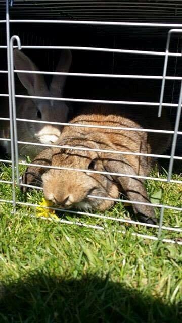 Kanin Lunse billede 5