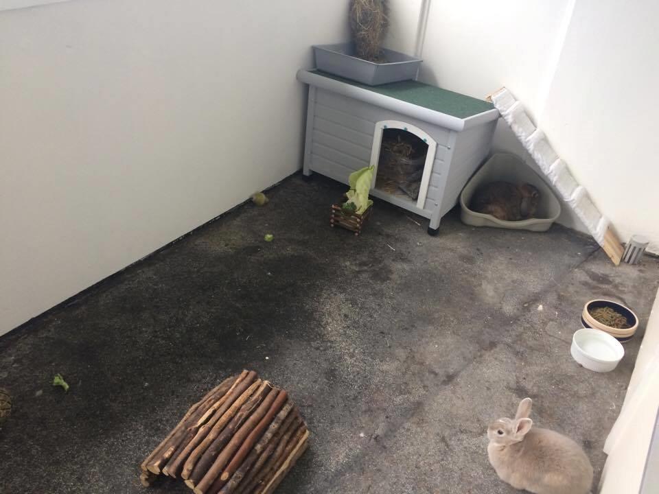 Kanin Lunse billede 9