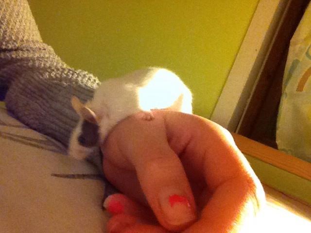 Mus Dísa billede 10