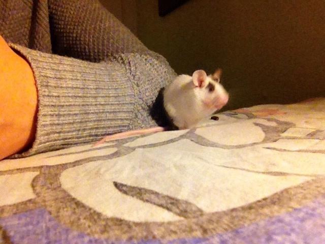 Mus Dísa billede 11