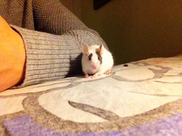 Mus Dísa billede 12