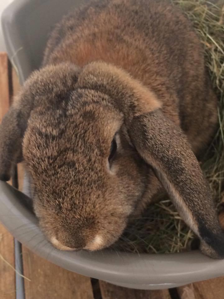 Kanin Lunse billede 10