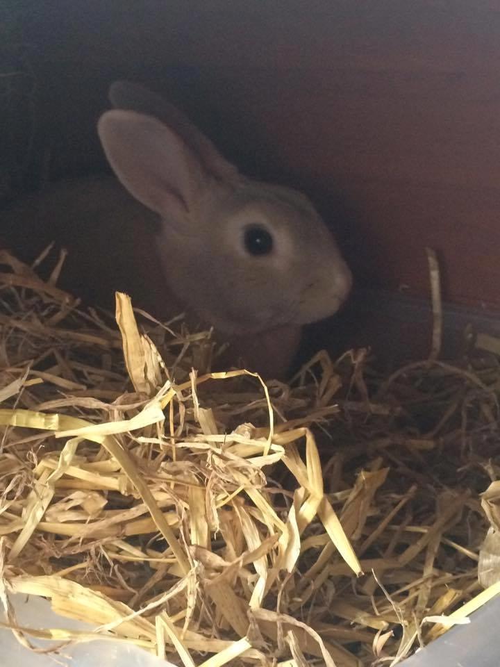 Kanin John billede 8