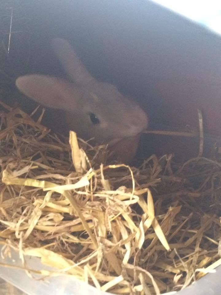 Kanin John billede 1