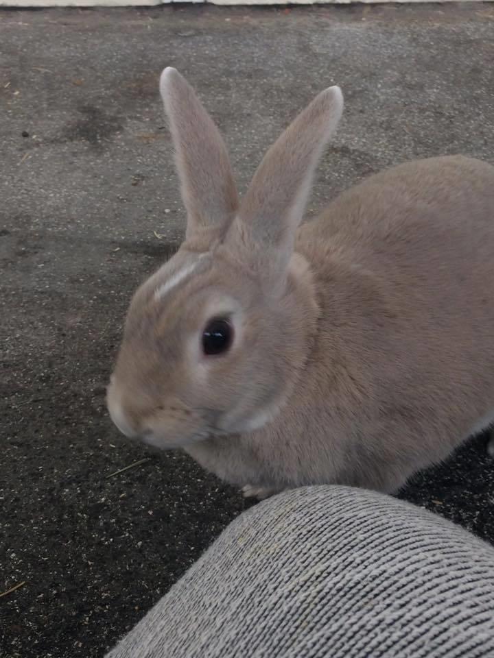 Kanin John billede 9