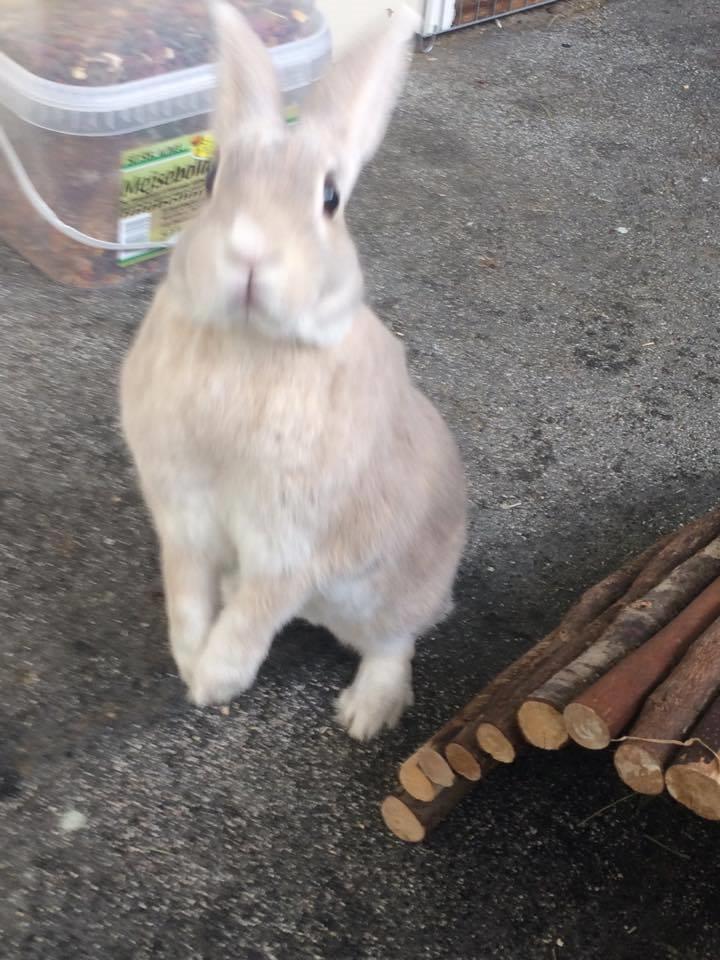 Kanin John billede 10