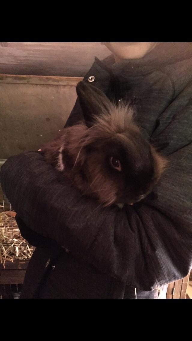 Kanin Jonas (R.I.P) billede 1