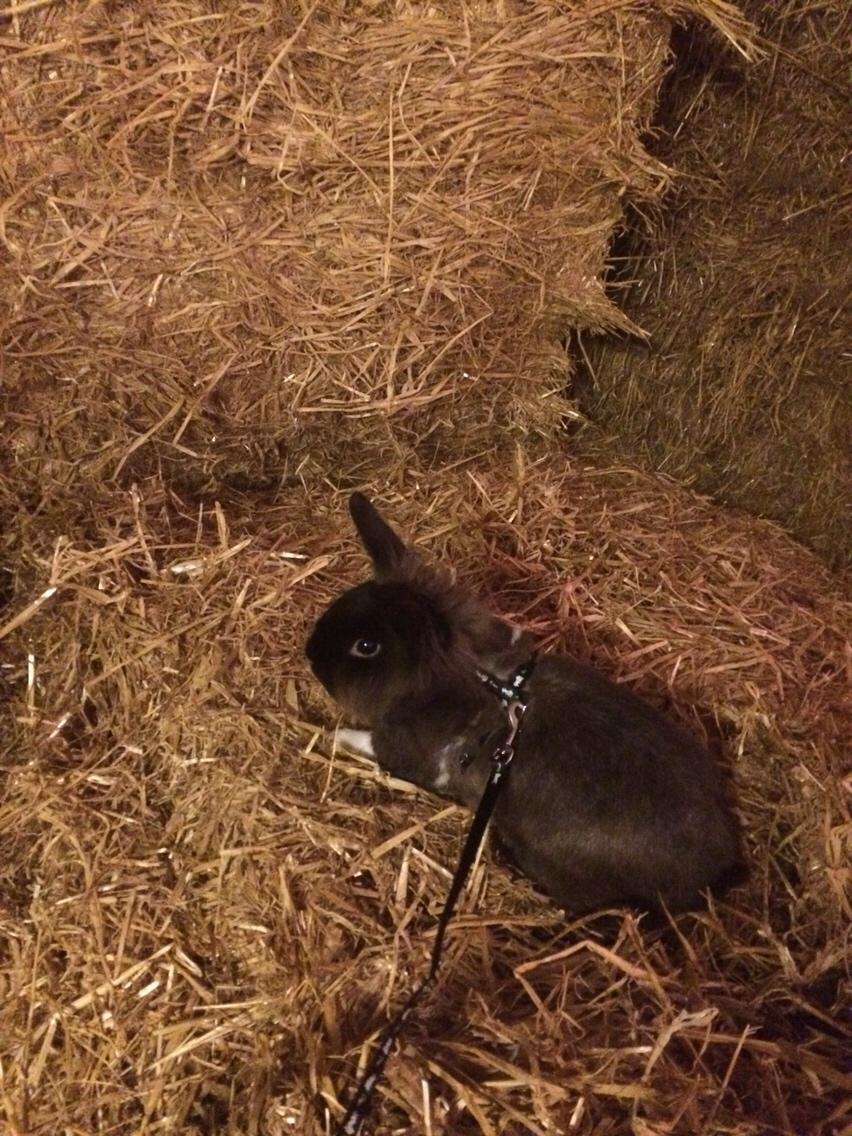 Kanin Jonas (R.I.P) billede 2