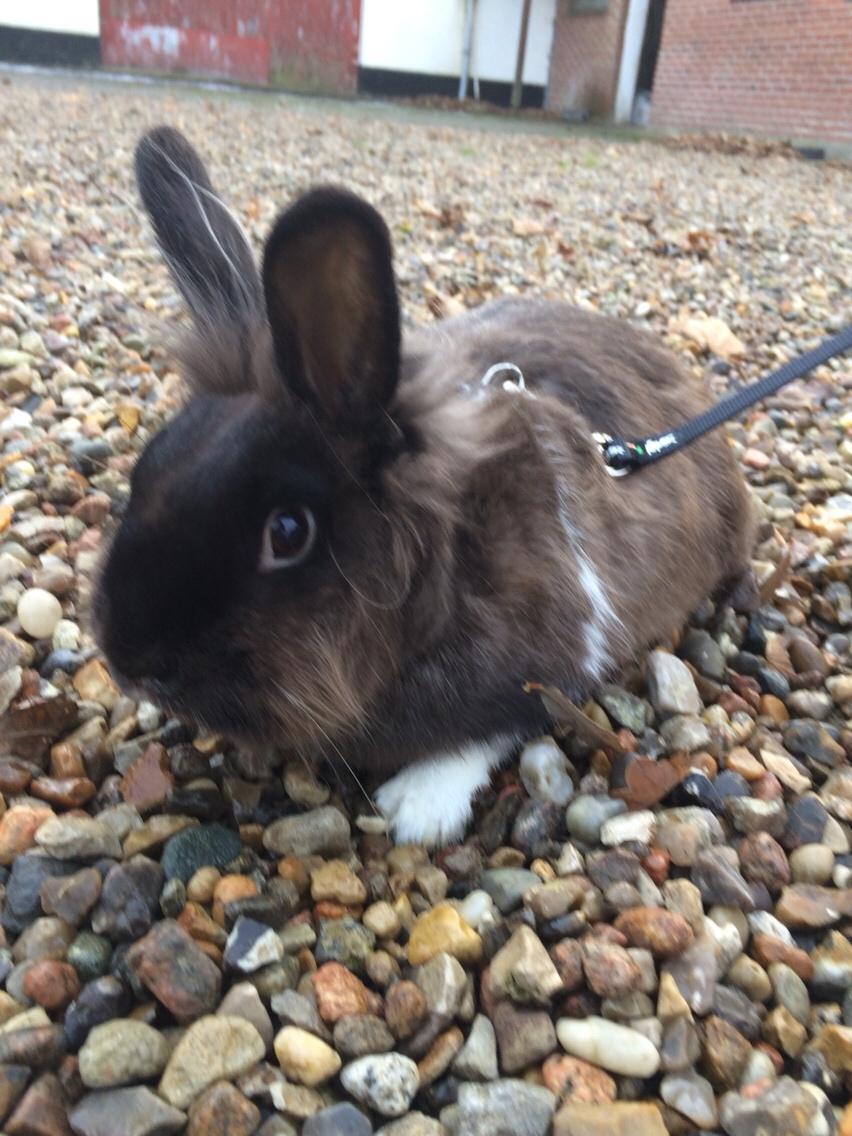 Kanin Jonas (R.I.P) billede 3