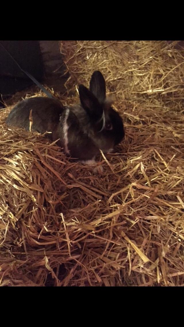 Kanin Jonas (R.I.P) billede 4