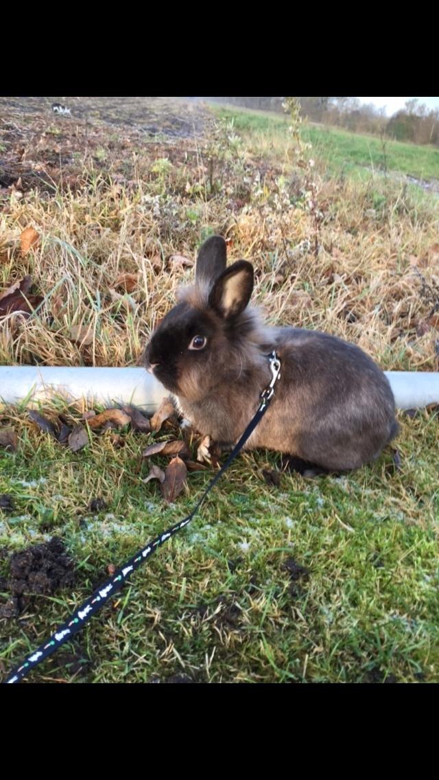 Kanin Jonas (R.I.P) billede 5