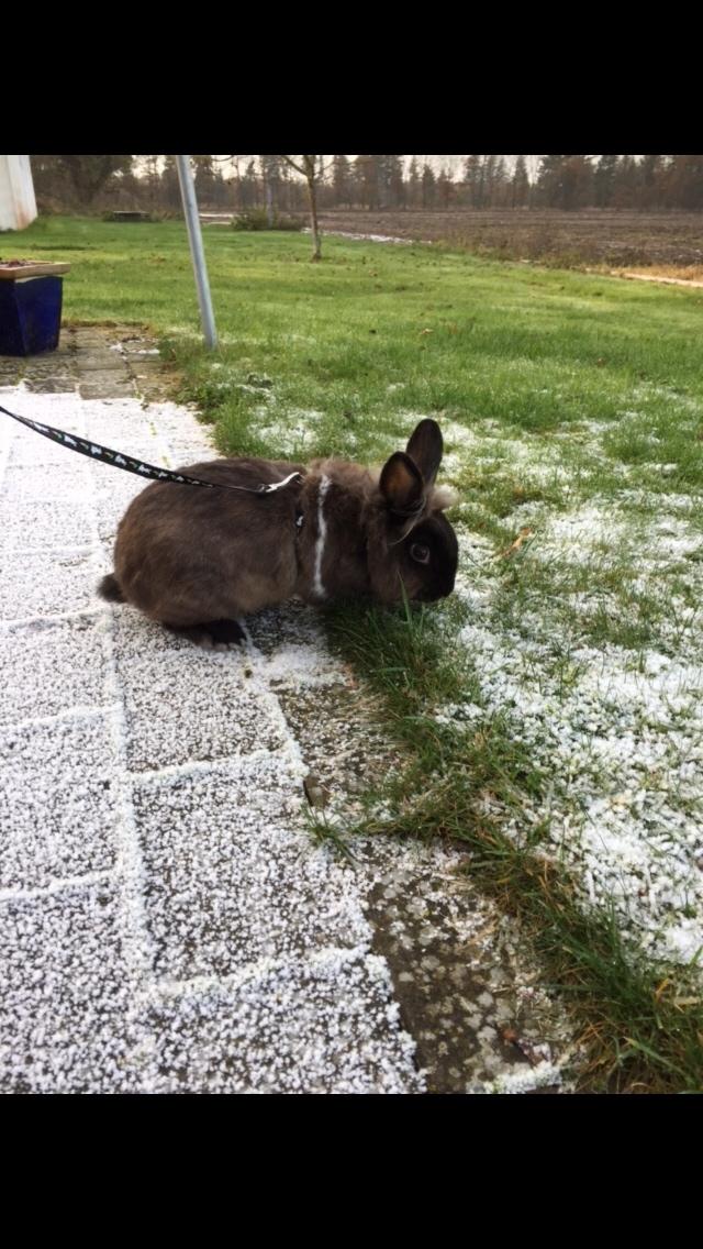 Kanin Jonas (R.I.P) billede 6