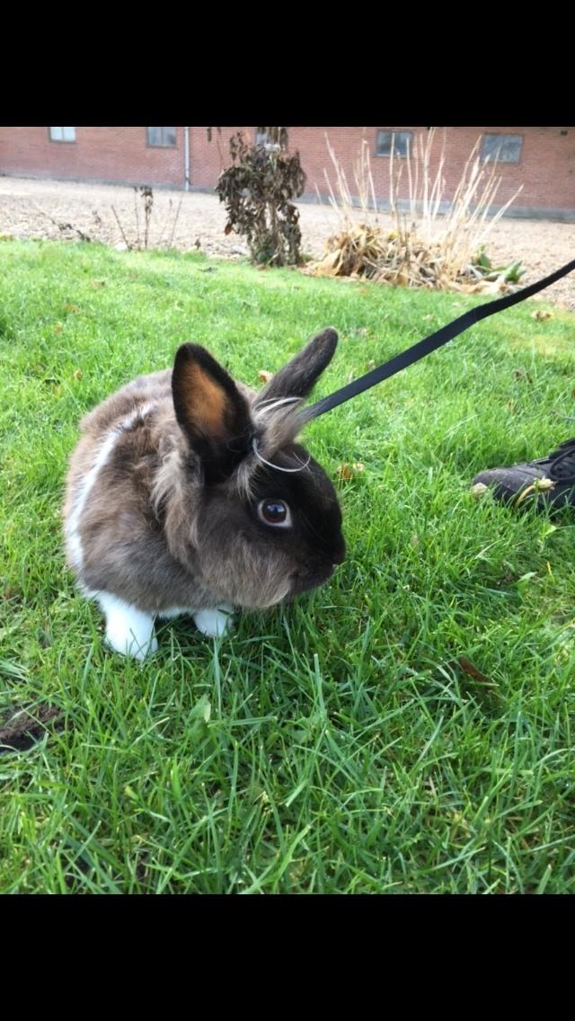 Kanin Jonas (R.I.P) billede 7