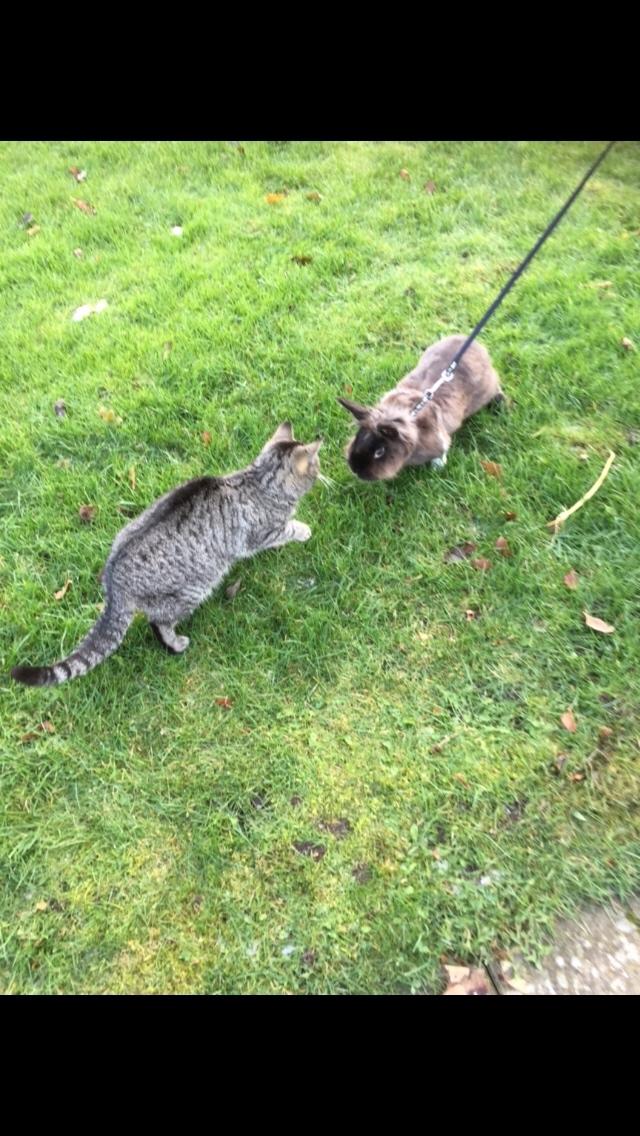 Kanin Jonas (R.I.P) billede 8