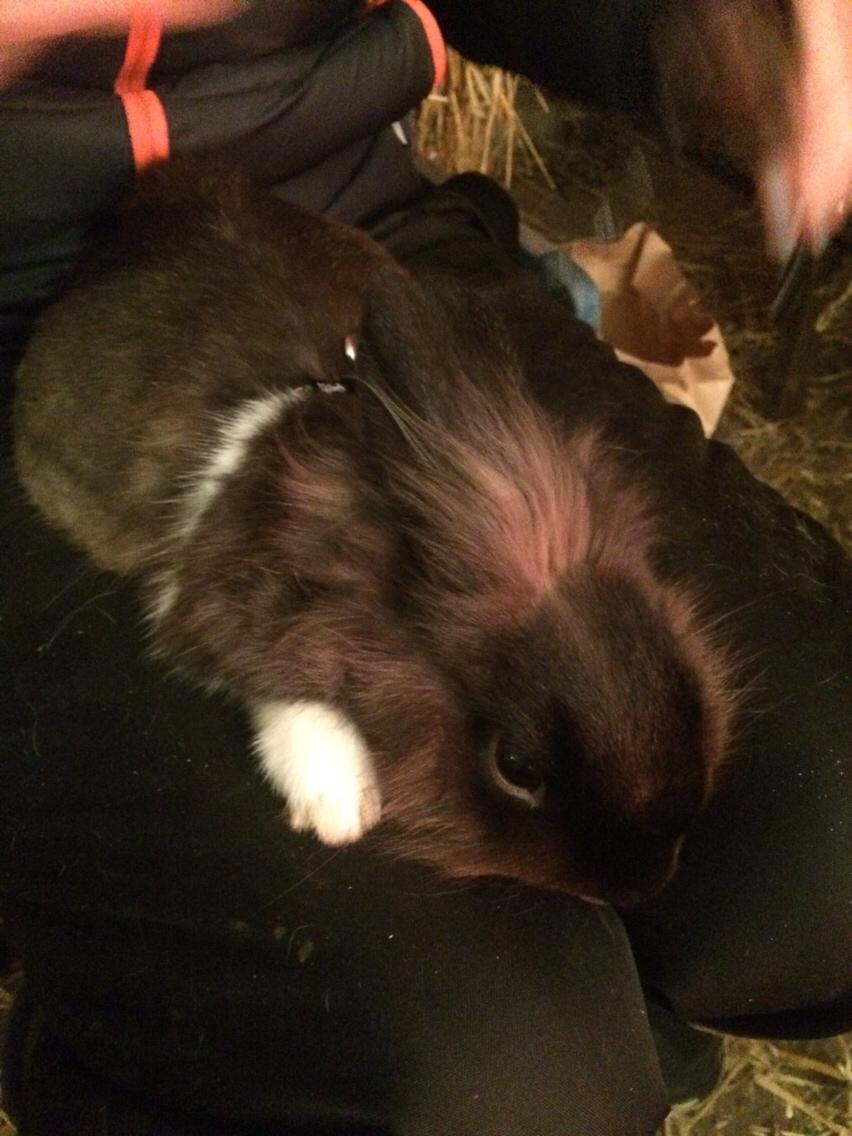 Kanin Jonas (R.I.P) billede 10