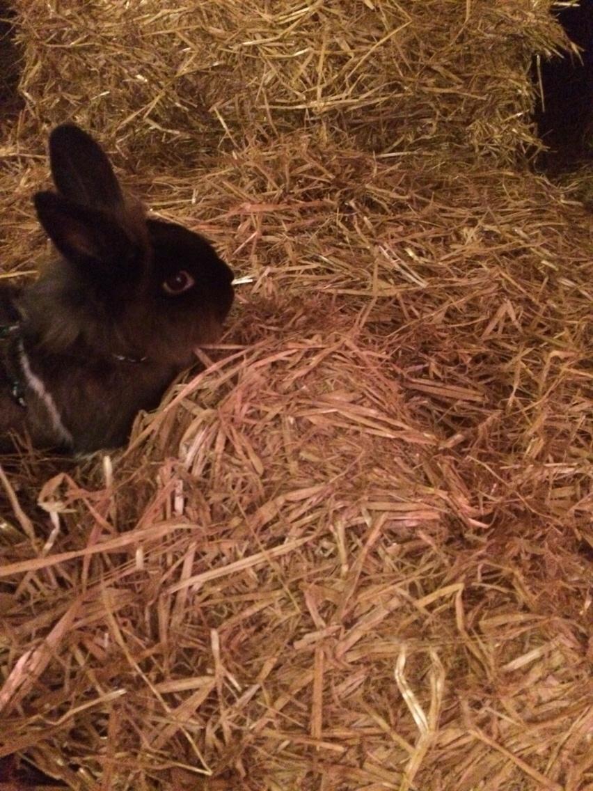 Kanin Jonas (R.I.P) billede 9