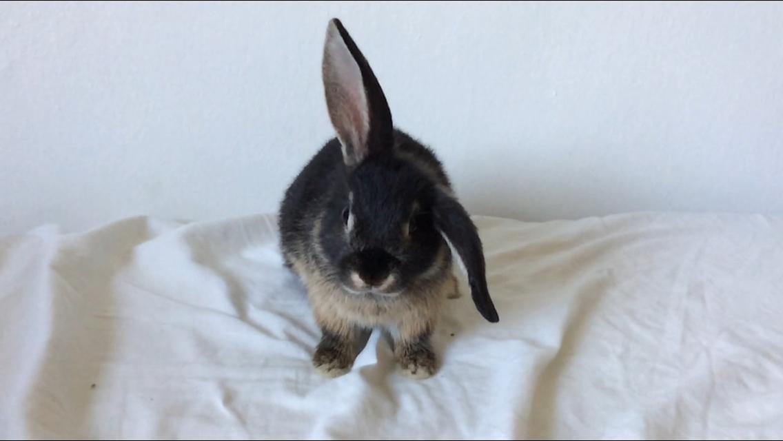 Kanin Studsdals Hero <3 (opdateret) - Velkommen til Hero's Profil! billede 1