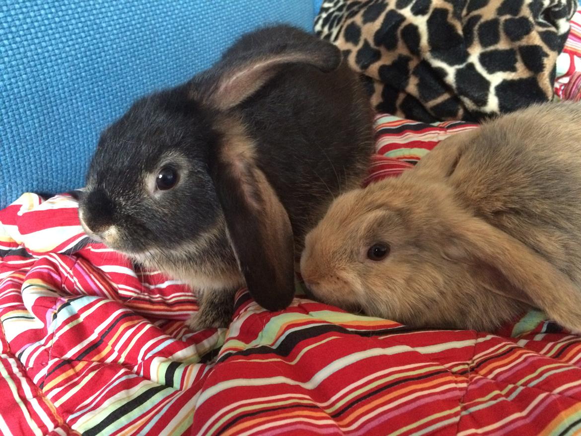 Kanin Studsdals Hero <3 (opdateret) billede 4