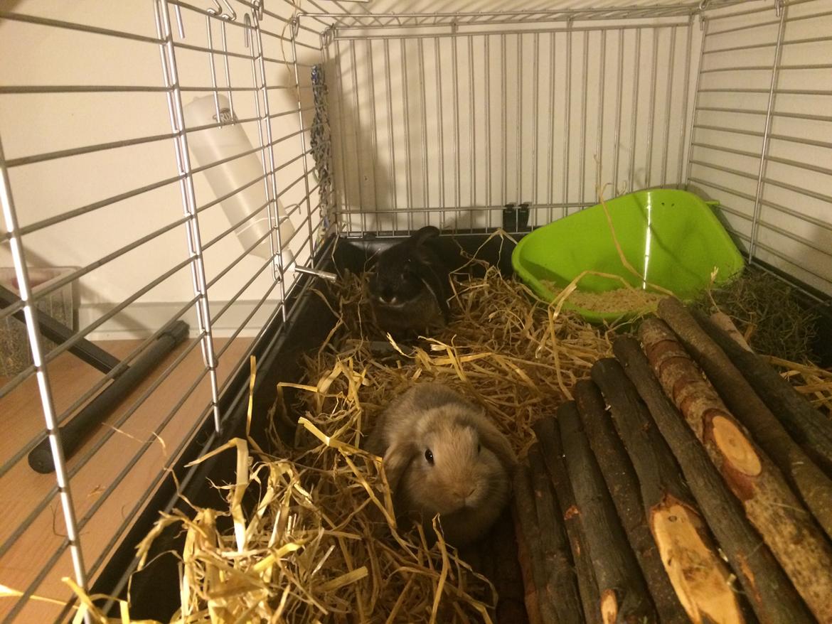 Kanin Studsdals Hero <3 (opdateret) - Det første billede jeg nogensinde tog af dem <3 billede 5