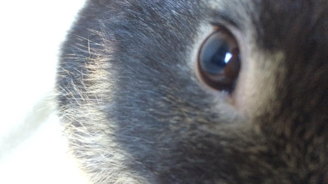 Kanin Studsdals Hero <3 (opdateret) - <3 billede 2