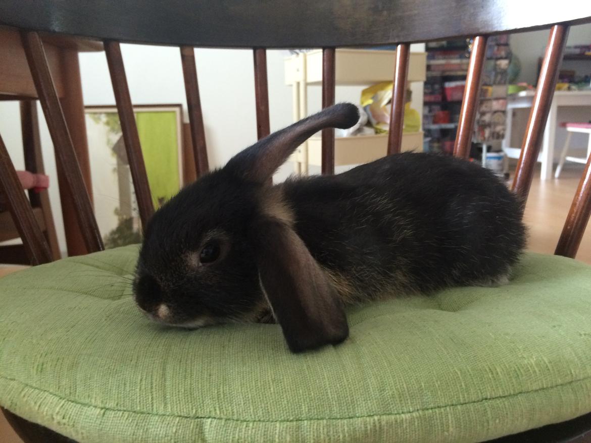 Kanin Studsdals Hero <3 (opdateret) - Lille var han godt nok xD billede 8