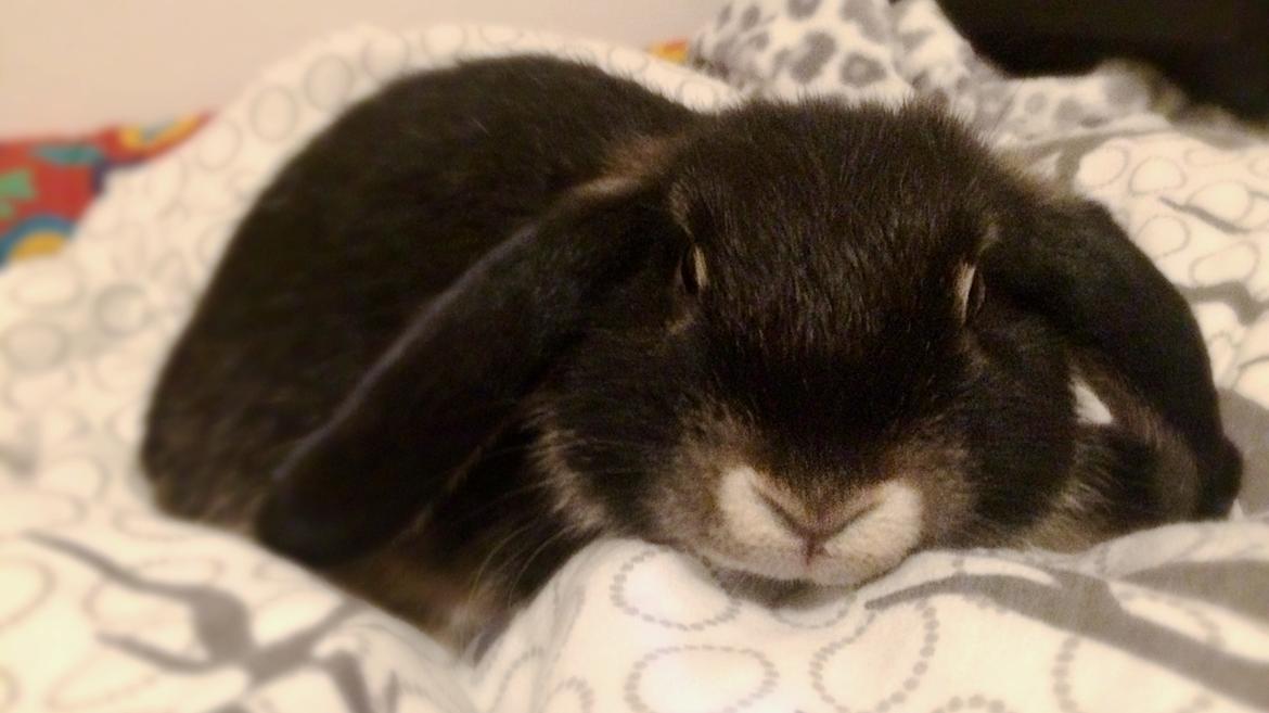 Kanin Studsdals Hero <3 (opdateret) billede 7