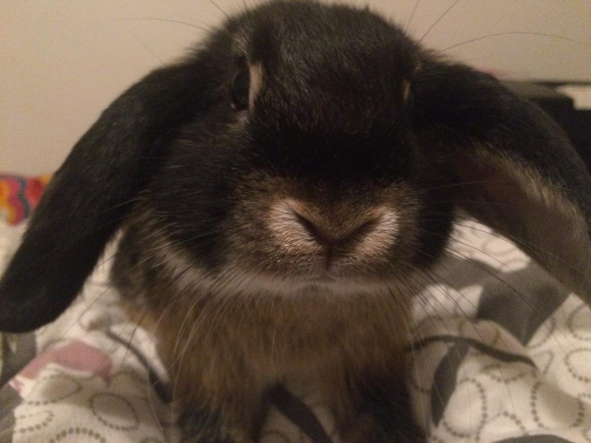 Kanin Studsdals Hero <3 (opdateret) - Smukke ;) billede 9