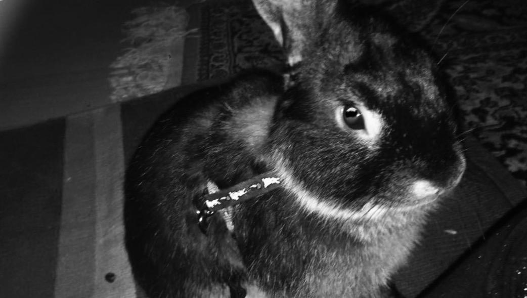 Kanin Studsdals Hero <3 (opdateret) billede 11