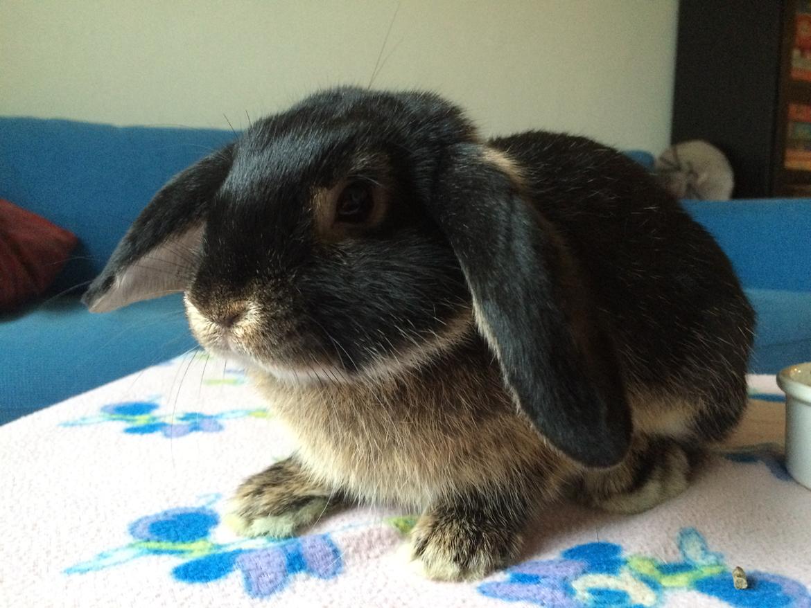 Kanin Studsdals Hero <3 (opdateret) billede 12