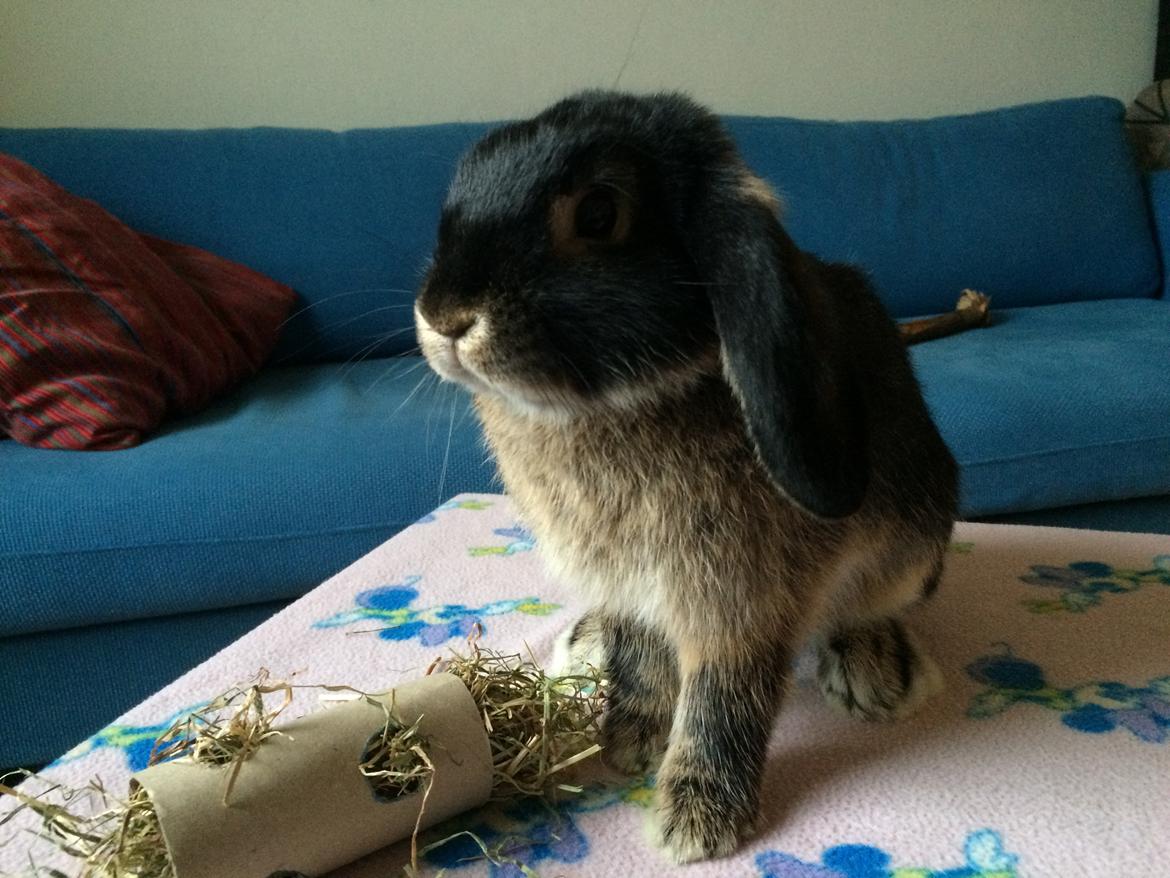 Kanin Studsdals Hero <3 (opdateret) billede 13