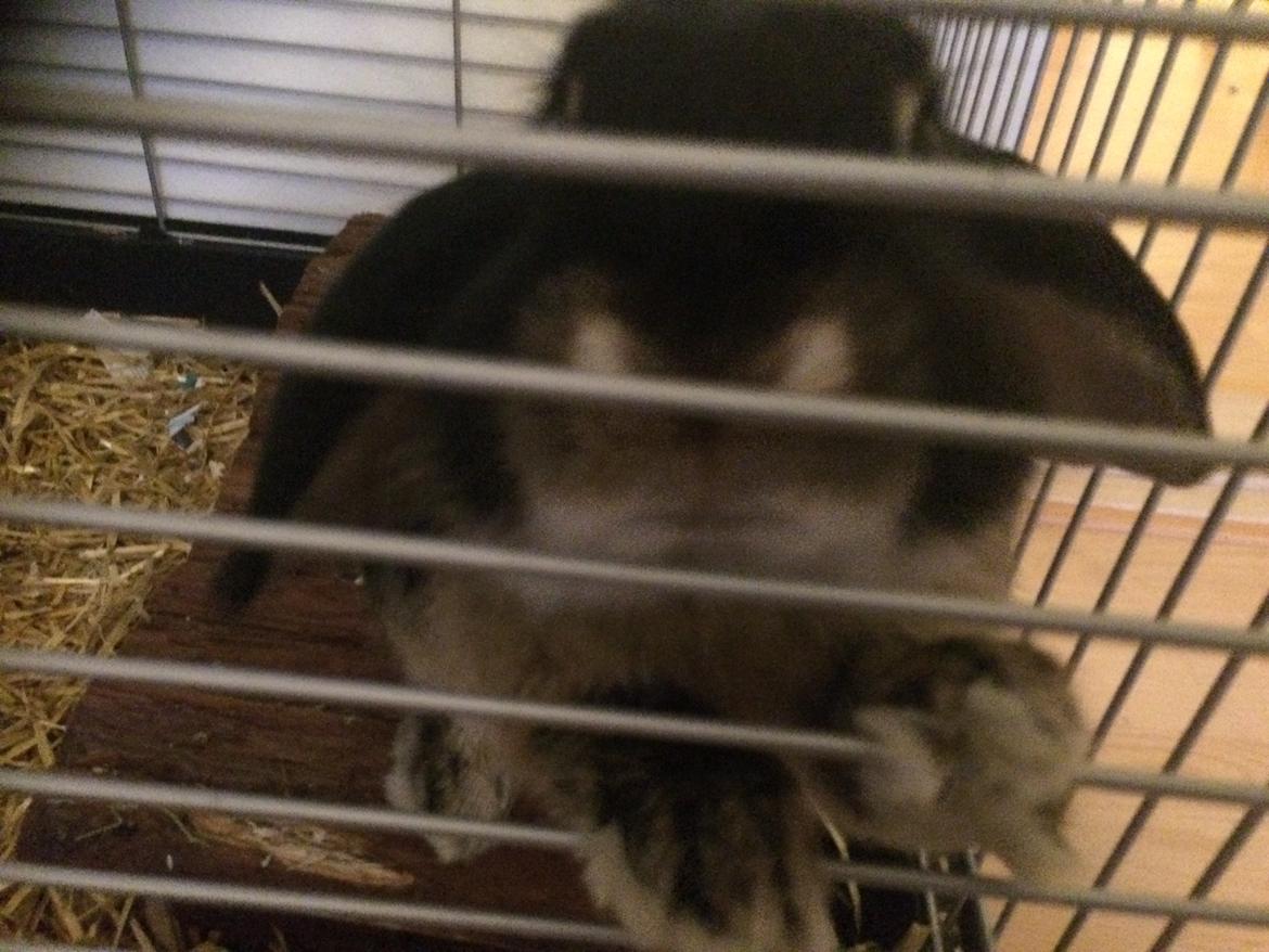 Kanin Studsdals Hero <3 (opdateret) - "Synes du ikke lige at du skal give mig min mad?" billede 10